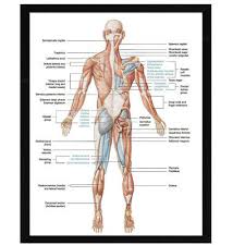 Human Body Muscular System Anatomy Poster Set Laminated