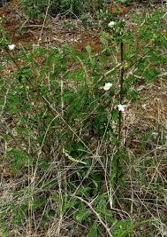 Image result for Hibiscus meyeri