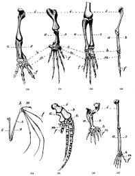 Introduces 4 exotic animals and 10 colours. Branching Tree Diagram Definition Examples Study Com