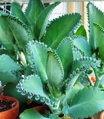 Reddit gives you the best of the internet in one place. Pin By Karina Palsen On For The Home Succulents Plants Mexican Hat Plant