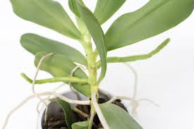 Image result for Aerangis appendiculata