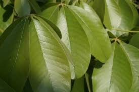 Image result for Pseudobombax