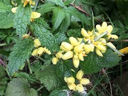 Image result for Lamium galeobdolon