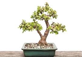 It can be planted in rock gardens, borders, hillsides patio gardens as well as pots both indoor and outdoor. Species Spotlight Portulacaria Afra The Succulent Eclectic