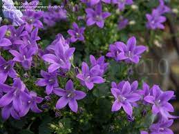Dalmation Bellflower Wall Bellflower Adria Bellflower Get Mee Campanula Portenschlagiana Gardening Blog Outdoor Plants Bellflower