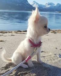 For sale chihuahua 2 months old high quality. Faan Dreyer Faandreyer Profile Pinterest