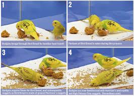Diet Conversion Small Bird Harrisons Bird Foods