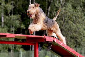 Image result for lakeland teriér