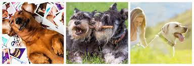 Check spelling or type a new query. Allpets Veterinary Clinic