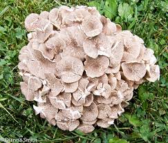 Image result for Polyporus pendulus