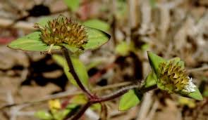 Image result for Richardia scabra