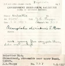 Image result for Haumaniastrum dissitifolium