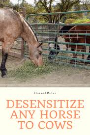 Cattle Training To Desensitize Any Horse To Cows Horses Working Cow Horse Trail Riding Horses