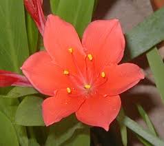 Image result for Cyrtanthus galpinii