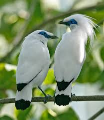 Gambar kartun flora dan fauna yang mudah digambar berwarna. Flora Dan Fauna Bali The Colour Of Indonesia
