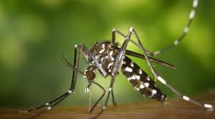 Image result for mosquito bite