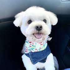 Bubbles pet spa is a dog and cat grooming spa designed to provide great service and pet care solutions for your busy lifestyle. Bubbles Pet Spa 122 Photos 131 Reviews Pet Groomers 22242 Palos Verdes Blvd Torrance Ca Phone Number Yelp