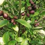 Image result for Colletoecema tortistilum