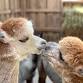 WVC Alpacas and Friends Open Barn event image