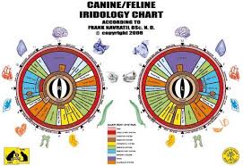 Canine Feline Iridology Chart Iridology Chart Eye Chart