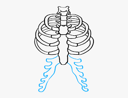 This item can be dropped. How To Draw Rib Cage Easy Rib Cage Drawing Hd Png Download Transparent Png Image Pngitem