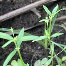 Image result for Oldenlandia angolensis