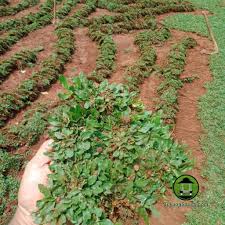 Harga per meter2 rumput gajah mini. Jual Rumput Gajah Mini Harga Rumput Gajah Mini Tukang Rumput Gajah Mini