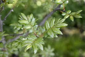 Image result for Zanthoxylum sp. A