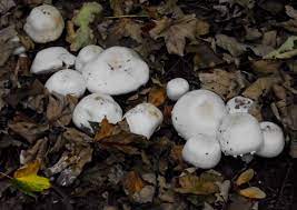 Are Mushrooms In Grass After A Rain Dangerous To Dogs