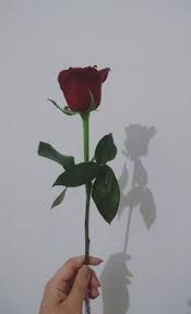 13 cara mengawetkan bunga mawar agar tidak layu dan tahan lama. 150 Ide Flowers Di 2021 Bunga Mawar Wallpaper Mawar