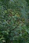 Image result for Indigofera subulifera