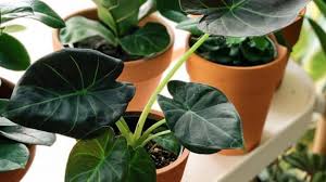 Cacti might seem like they're easier to care for than other plants, but there are a lot of misconceptions about them. Alocasia Regal Shield Care In A Nutshell