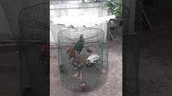 This opens in a new window. Yoyo Pakhoy Youtube