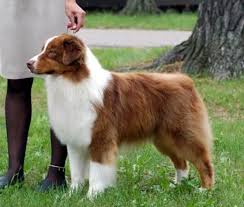 Kirmizi Avustralyali Coban Kopegi Australian Shepherd Dogs Cute Dogs Breeds Dog Breeds