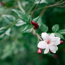 Image result for Jasminum fluminense