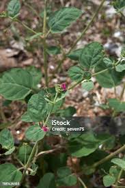 Image result for Boerhavia repens
