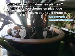 Votre Chat Fait Pipi Dans Les Plantes Voici L Astuce Pour Qu Il Arrete Faire Pipi Pipi De Chat Chat