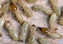 Some Types Of Wood Contain Natural Chemicals That Are Toxic To Termites Termite Control Termites Termite Prevention