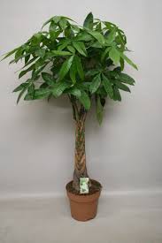 Image result for Pachira