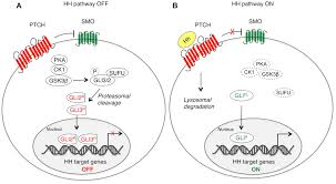 La vi a pata en extinguidas,y sigue siendo una señora muy atractiva,al igual que sus nueve compañeras de elenco. Frontiers Non Canonical Hedgehog Signaling Pathway In Cancer Activation Of Gli Transcription Factors Beyond Smoothened Genetics