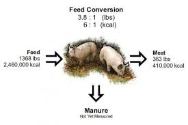 Pig Efficiency Flow Chart Pig Farming Livestock Farming