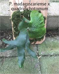 Image result for Platycerium stemaria