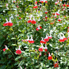 We did not find results for: Salvia Hot Lips 6 Pot Hello Hello Plants Garden Supplies