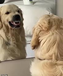 Your angry golden retriever dog stock images are ready. You Barkin At Me Dopey Dog Snarls At Own Reflection In Mirror Daily Mail Online