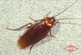 Keeping a spotlessly clean home will be a basic but essential way to stop them invading your space as you can buy insecticides that are effective in getting rid of the cockroaches but making your own is a cheap and equally effective way to kill them. How To Identify American Cockroaches Get Rid Of Roaches Orkin