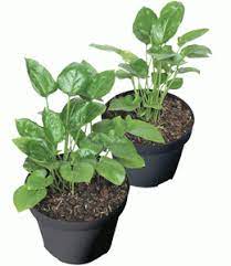 Sistem imun yang sihat merupakan pelindung utama dari penyakit kanser. Cara Guna Pokok Keladi Tikus Empayar Dunia Vitamin