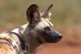 African Wild Dog Hunting Dog African Wild Dog 10 Out Of 10 Kill Rate Very Sk Sponsored Dog Kill Huntin In 2020 African Wild Dog Wild Dogs Dog Stock Images