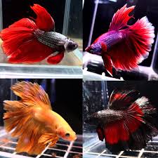 Delta tail betta fish are so called because it's shaped somewhat like the greek letter d, but on its the main difference between a super delta betta fish and a standard delta, is that a super delta tail is. Premium Assorted Delta Tail Betta Male Siamese Fighting Fish Aquarium Central