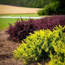 Daybreak Barberry Orange Rocket Barberry Shrubs For Sale Types Of Shrubs