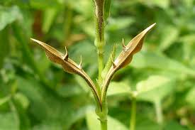 Image result for Asystasia guttata